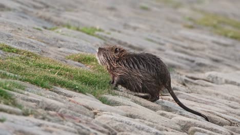 Einheimische-Südamerikanische-Nagetierarten,-Kleine-Nasse-Nutria,-Myocastor-Coypus-Mit-Langem-Schwanz,-Die-Tagsüber-Am-Flussufer-In-Der-Städtischen-Umgebung-Nach-Nahrung-Suchen