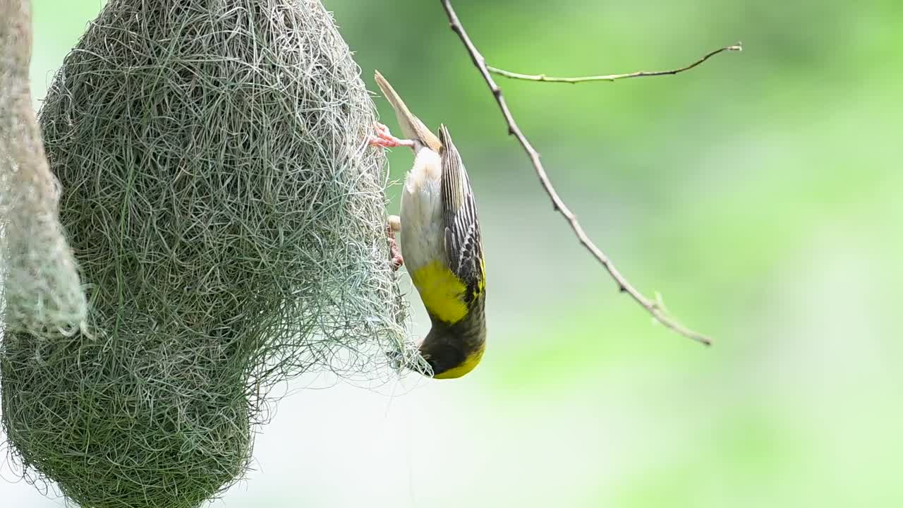 Male baya weaver perched beside woven nest in peaceful morning light