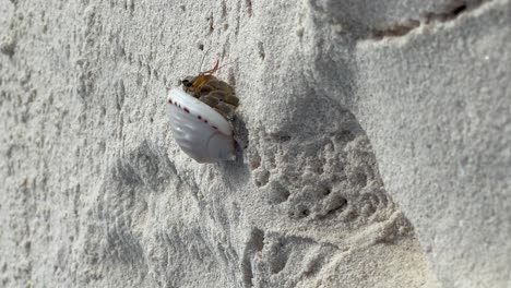 Maldivian-Hermit-Crab-re-emerging-from-safety:-Malahini-Kuda-Bandos,-Maldives