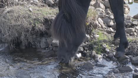 Caballo-Salvaje-Bebiendo-Agua-De-Un-Río-Fresco-En-Islandia