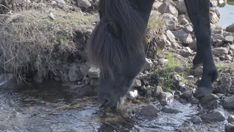agua potable para caballos salvajes de un río dulce en islandia