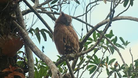 Un-Individuo-Encaramado-En-Lo-Alto-De-Un-árbol,-Un-Búho-Pez-Leucocito-Ketupa-Ketupu-Está-Limpiando-Sus-Plumas