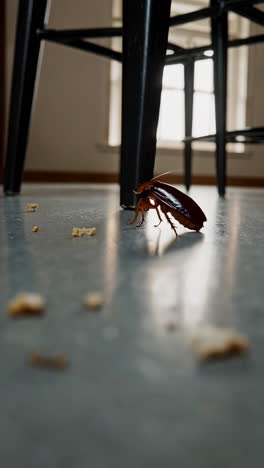 cockroach on a kitchen floor