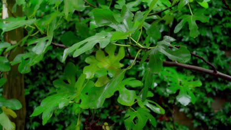 Leaves-outside-in-the-rain,-tropical,-forestry-area-lush-Green