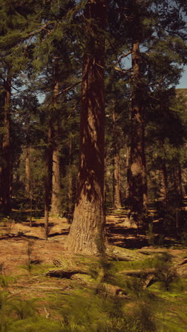 tall pine trees in a lush forest