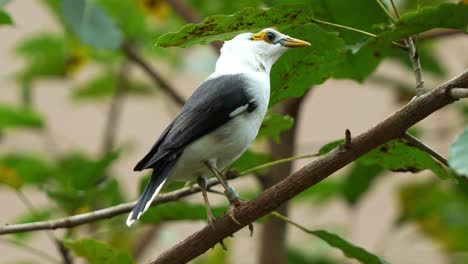 Close-up-shot-of-a-black-winged-myna,-acridotheres-melanopterus-perched-on-tree-branch,-alerted-by-the-surroundings,-curiously-wondering-around-the-environment,-endangered-bird-species