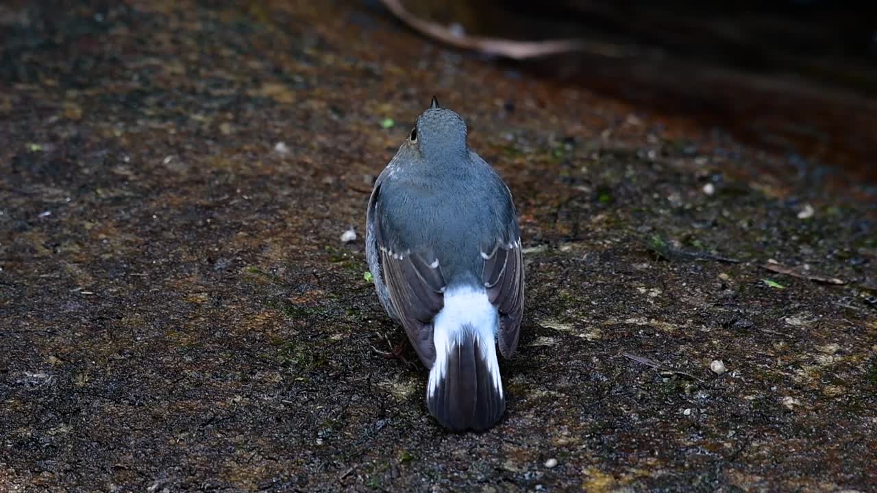이 암컷 plumbeous redstart는 수컷만큼 화려하지는 않지만 확실히 귀여운 새의 공처럼 푹신합니다.