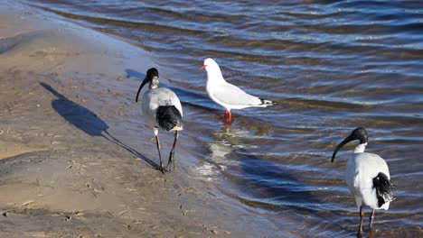 ibis y gaviotas interactuando junto al agua