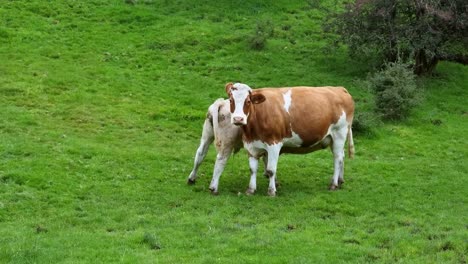 calf feeds from udder as cows stand grazing on rural welsh meadow farmland hillside