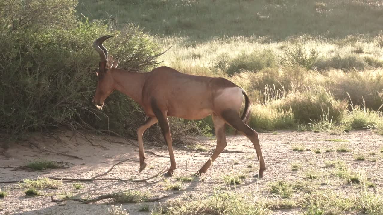 A hartebeest walking in soft evening light