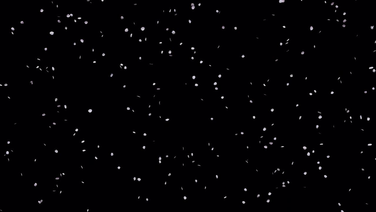 춤추는 체리 꽃잎의 루프 애니메이션, 검은색 배경