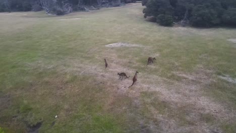 aerial orbiting shot showing kangaroo family grazing on wild meadow during sunny day