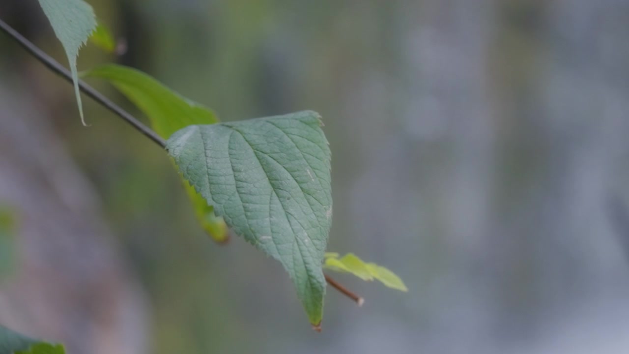 Green leaf against waterfall background