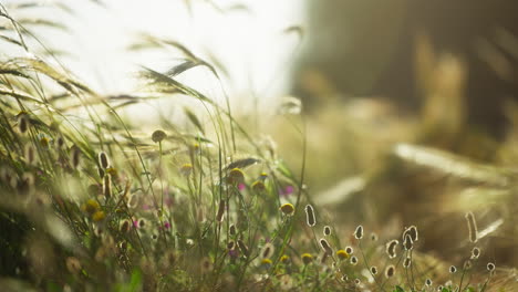 flowers blooming in between the tall grass