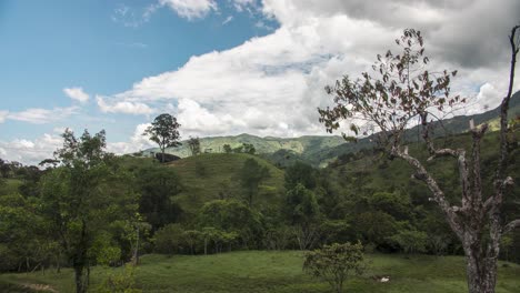 tiro de lapso de tiempo de la naturaleza y las vacas caminando sobre un campo de hierba en guatape, colombia