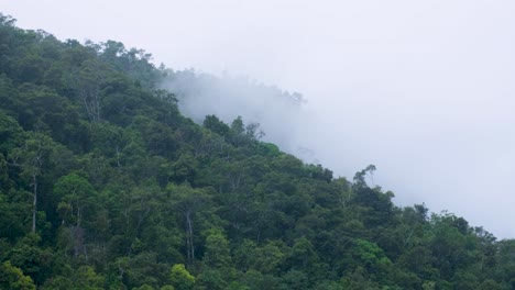 thick clouds, fog and mist lingering over tree canopy of dense rainforest in the outdoor wilderness on a remote tropical island in raja ampat, west papua, indonesia