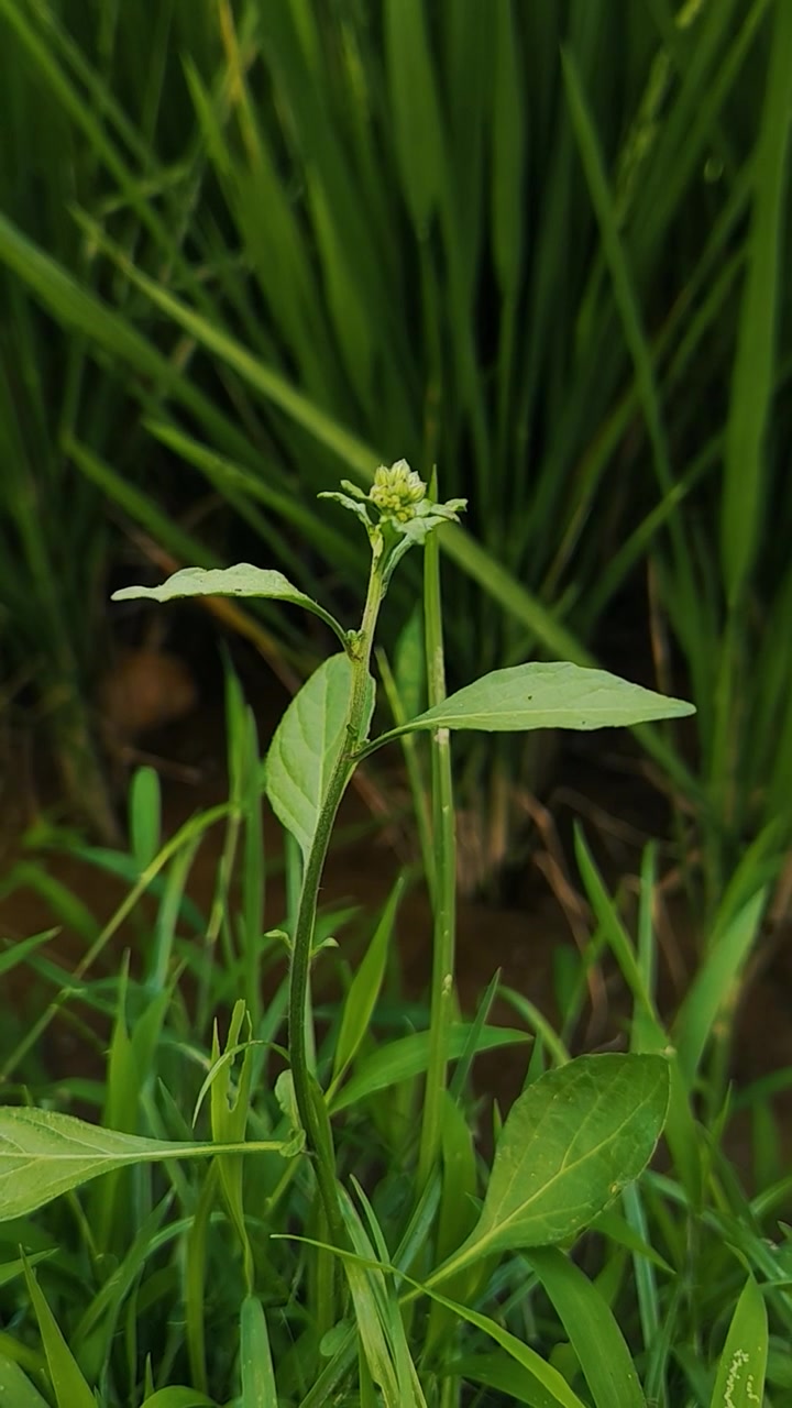 Small Wild Flower Growing in a Lush Green Rice Field