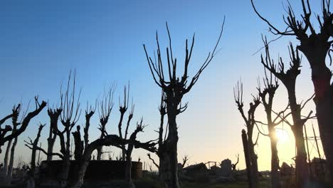 striking image of dead tree silhouettes against vivid sunset, epecuen