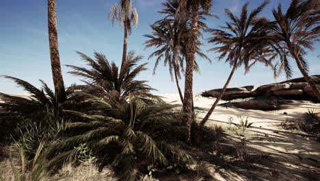 oasis en las dunas del desierto marroquí