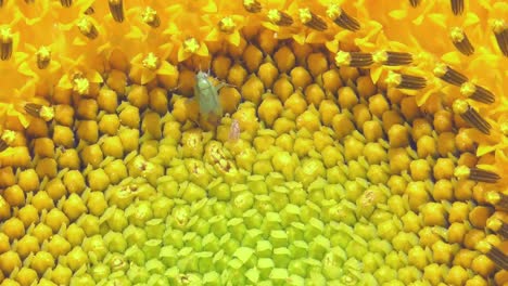 Bichos-En-Un-Girasol-Amarillo,-Macro-De-Cámara-Lenta-De-Cerca