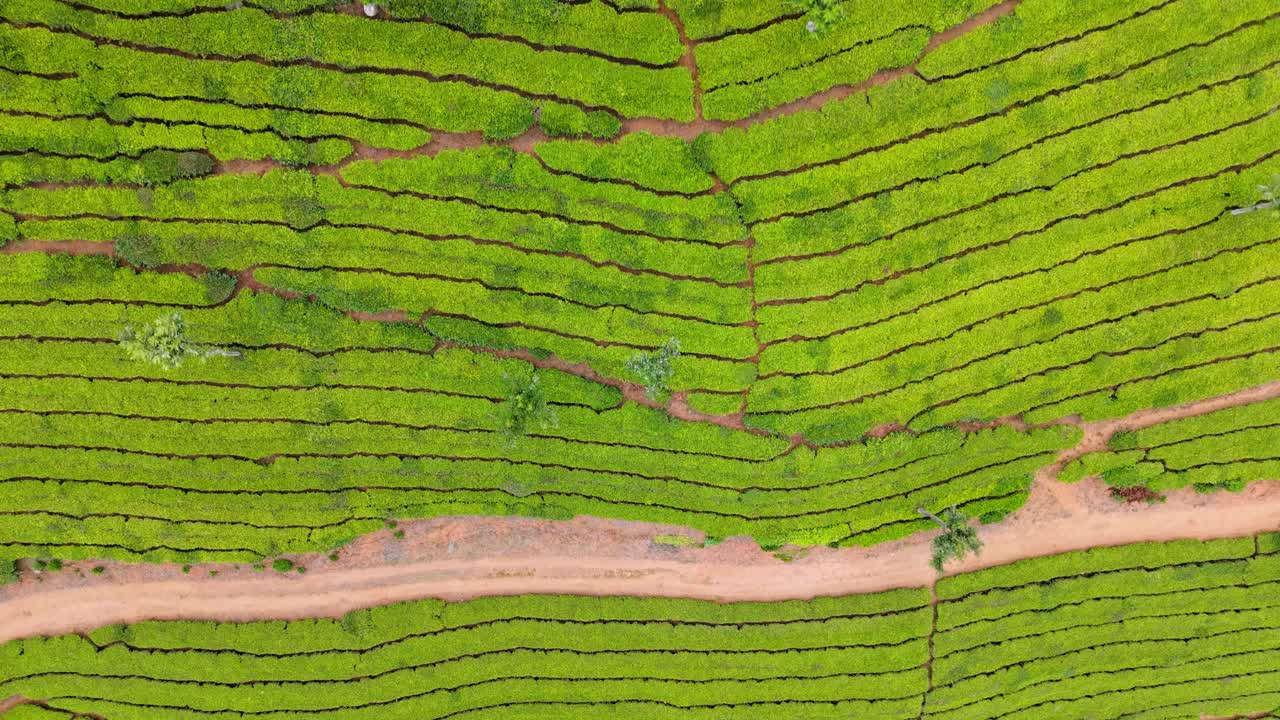 Top view of lush green tea plantations covering rolling hills with winding paths and scattered trees, creating a stunning natural pattern, showcasing scenic agriculture and rural beauty
