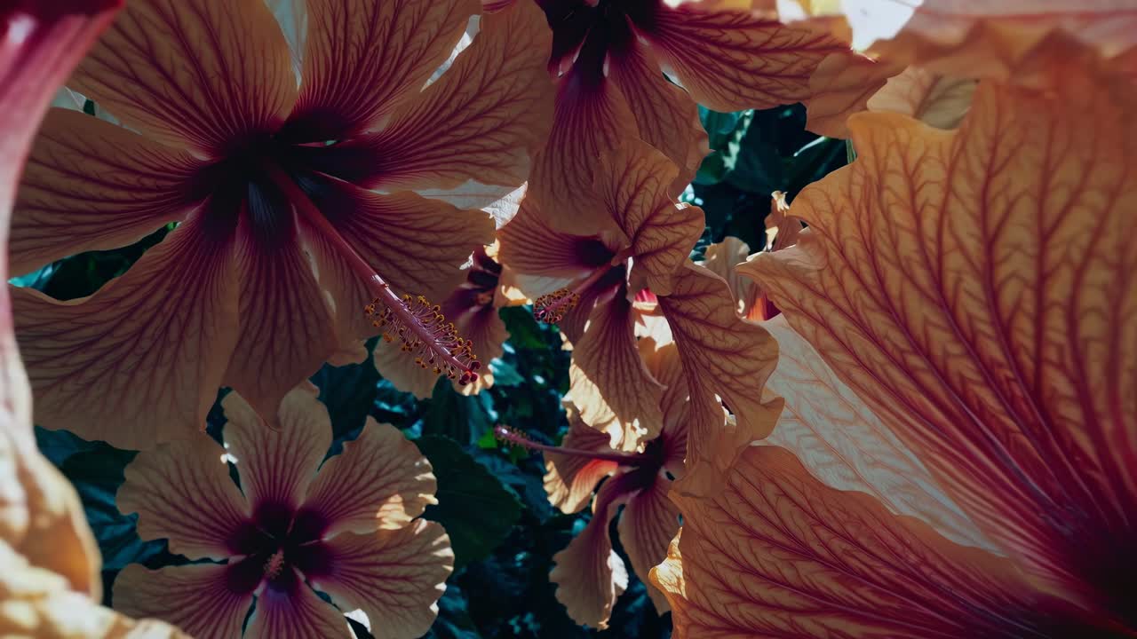 Nærbillede af livlige, tropiske hibiscusblomster