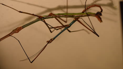 two exotic green and blue stick insects mate, head down