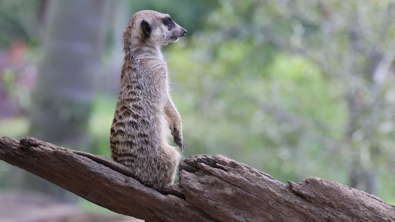 suricata en alerta en una rama de madera