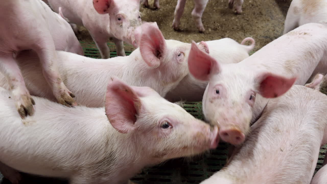 Animal litters, industrial breeding programmes, swine productivity