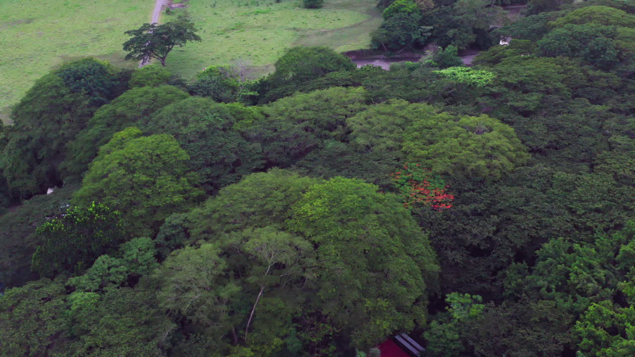 vuelo sobre el dosel de la selva tropical, pequeñas casas dispersas por todas partes