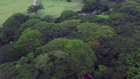 Vuelo-Sobre-El-Dosel-De-La-Selva-Tropical,-Pequeñas-Casas-Dispersas-Por-Todas-Partes