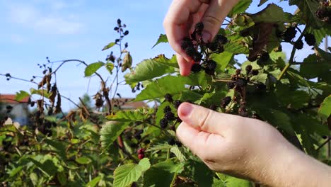 Die-Hand-Des-Mannes-Zeigt,-Wie-Faule-Himbeeren-Auf-Einem-Busch-Im-Garten-Wachsen-1