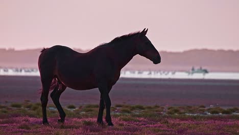 lone wild male stallion at the edge of a lagoon at dusk