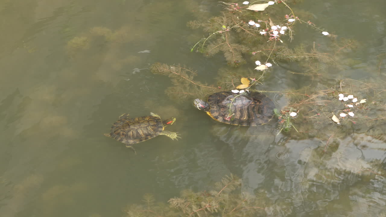 deslizador de orejas rojas flotando en agua dulce entre plantas en tokio, japón