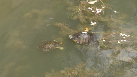 Rotwangen-Schmuckschildkröte-Schwimmt-Auf-Süßwasser-Zwischen-Pflanzen-In-Tokio,-Japan