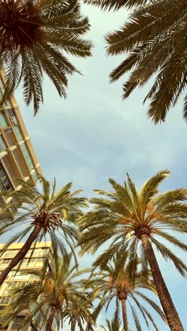 palm trees and city buildings