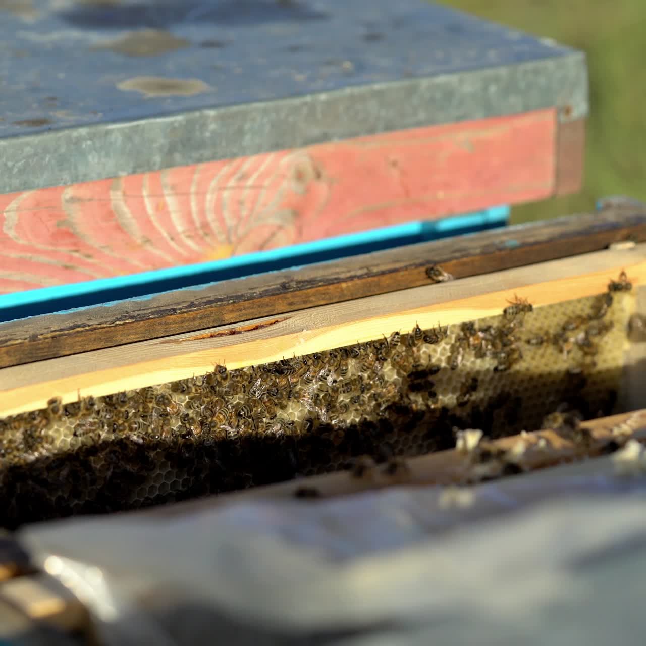 Bees on honeycomb frame. Bees turn nectar into honey. Work of beekeeper in apiary.