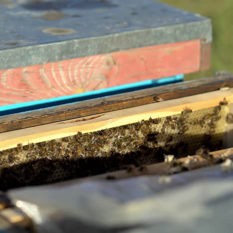 bees on honeycomb frame. bees turn nectar into honey. work of beekeeper in apiary.
