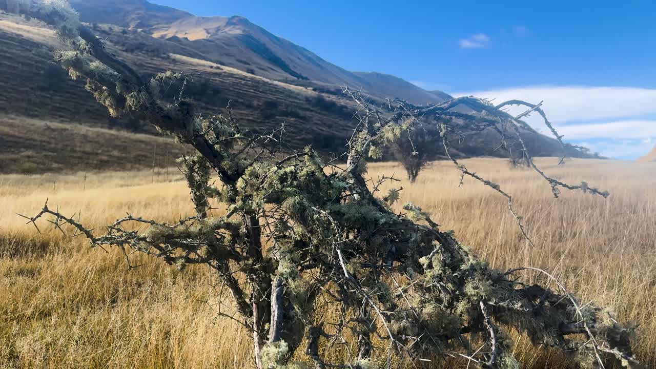 Camera slowly pans past lichen-covered tree in golden grassland, revealing distant mountains under sunlight