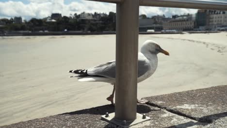 seagull on a beach boardwalk