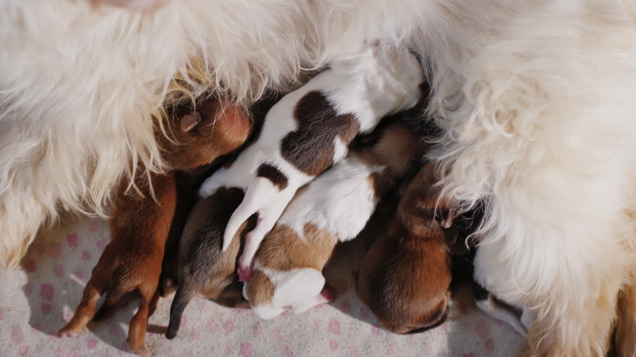 perro alimentando cachorros recien nacidos 03
