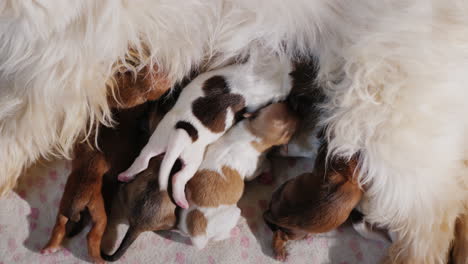 perro alimentando cachorros recien nacidos 03