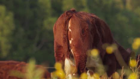 brown cow grazing in fresh pastures in indre fosen, norway - close up