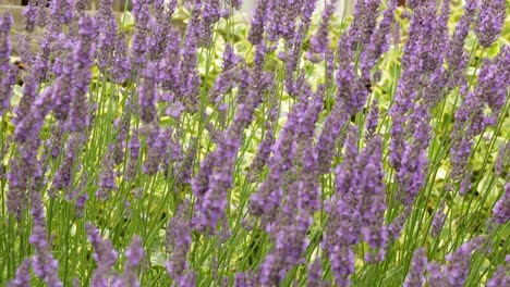 bees collecting pollen from the lavender plant on a warm day in a garden in the town of oakham in the county of rutland in the the uk