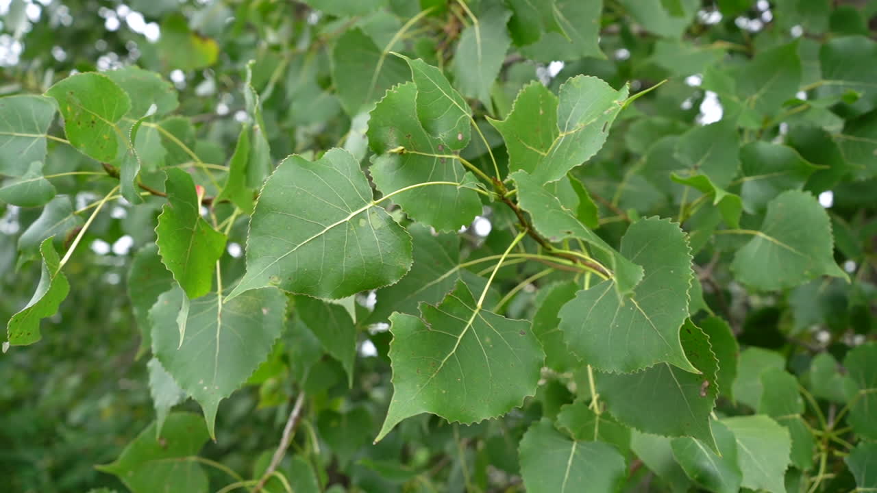 vista panorámica de hojas compuestas de un árbol