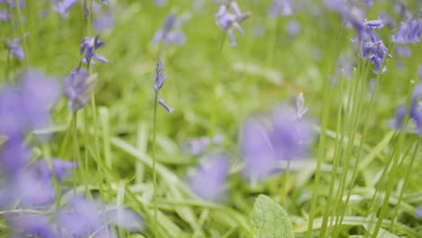 beautiful bluebells in a spring meadow