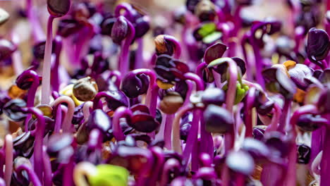 microbrotes verdes para una cocina vegana saludable