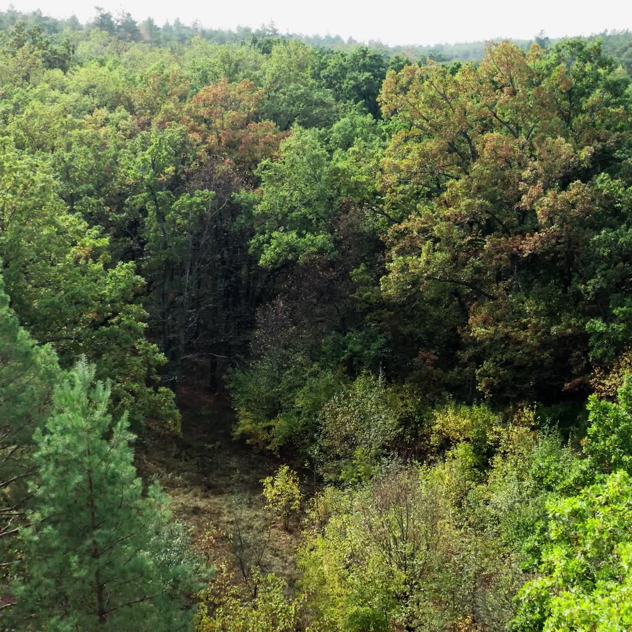 Green forest. Nature landscape in summer. Small lawn inside the forest. Flight over the trees of the woodland in bright weather. Slow motion. Aerial view.