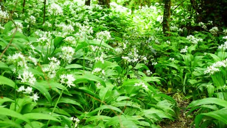 blooming white wild garlic scented allium ursinum flowers in beautiful woodland forest wilderness right dolly