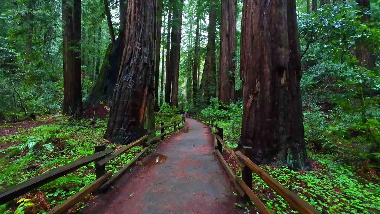 Passeggiata su un sentiero pavimentato bagnato attraverso una foresta californiana